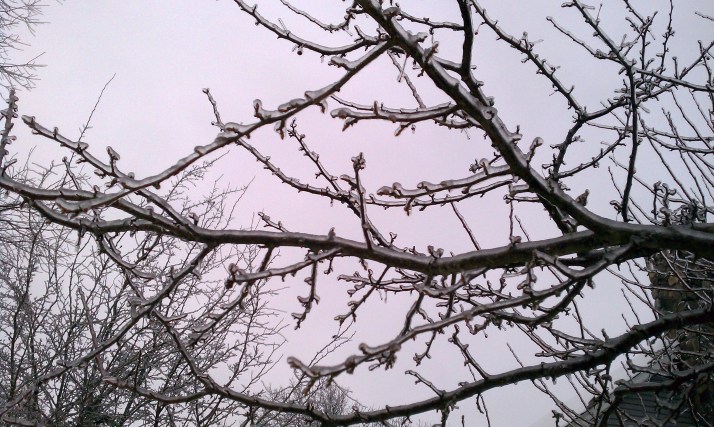 icy-branches