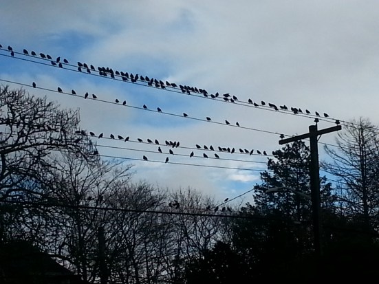 birds-on-high-wires