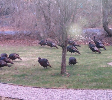 81f0d-turkeys